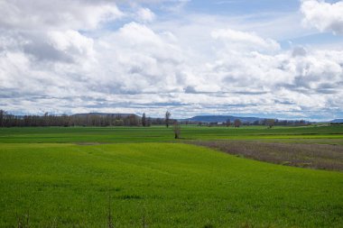İspanya 'nın Burgos eyaletinde bahar ekini manzarası