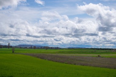 İspanya 'nın Burgos eyaletinde bahar ekini manzarası
