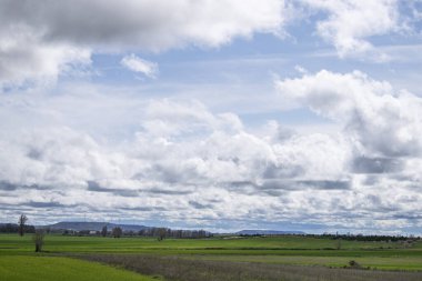 İspanya 'nın Burgos eyaletinde bahar ekini manzarası