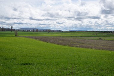 İspanya 'nın Burgos eyaletinde bahar ekini manzarası