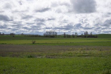 İspanya 'nın Burgos eyaletinde bahar ekini manzarası