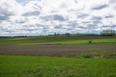 İspanya 'nın Burgos eyaletinde bahar ekini manzarası