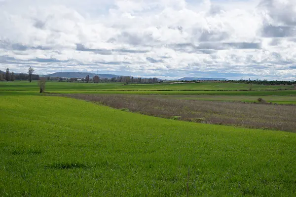 İspanya 'nın Burgos eyaletinde bahar ekini manzarası