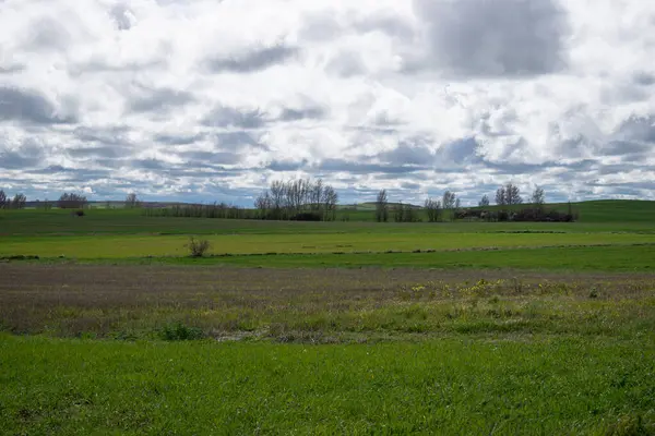 İspanya 'nın Burgos eyaletinde bahar ekini manzarası