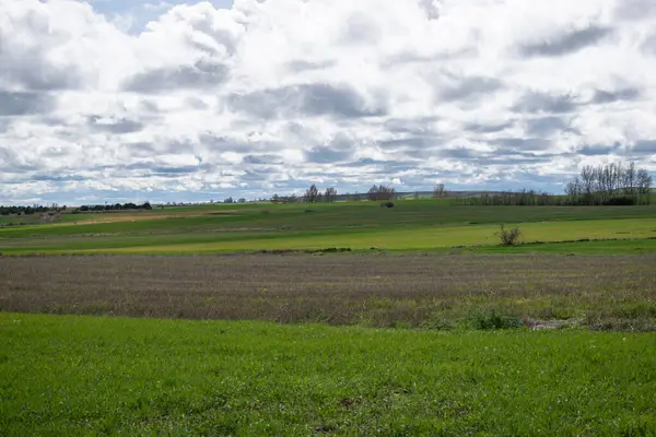 İspanya 'nın Burgos eyaletinde bahar ekini manzarası