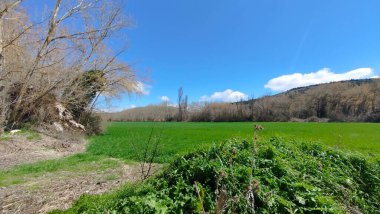 İspanya 'nın Burgos eyaletinde bahar ekini manzarası