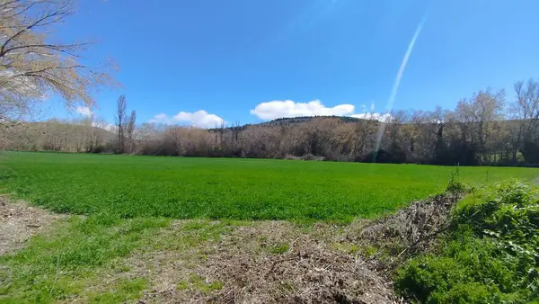 İspanya 'nın Burgos eyaletinde bahar ekini manzarası