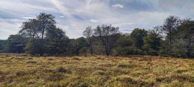 Salto del Nervin 'i çevreleyen orman ve çayır