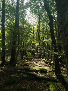 Nervin Şelalesi (Burgos) çevresinde yeşil yosun olan orman)