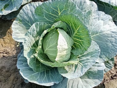 Çok güzel bir köyde açık ekin tarlaları..