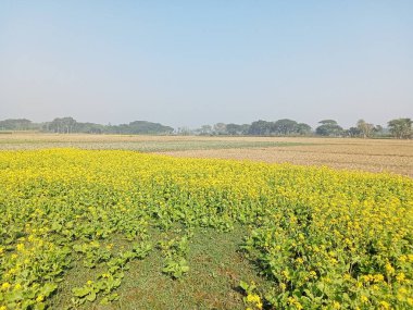 Çok güzel bir köyde açık ekin tarlaları..
