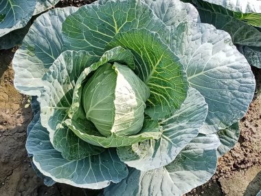 Açık bir tarlada yetişen taze yeşil lahanalar..