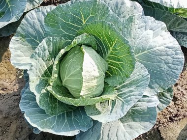 Açık bir tarlada yetişen taze yeşil lahanalar..