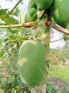 Yeşil papaya çok taze.