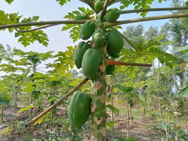 Yeşil papaya çok taze.