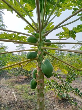 Yeşil papaya çok taze.
