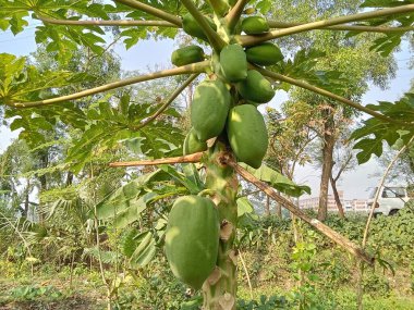 Yeşil papaya çok taze.