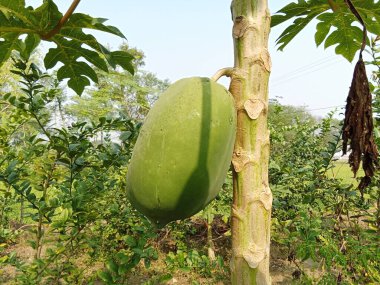 Yeşil papaya çok taze.