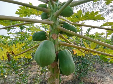 Yeşil papaya çok taze.