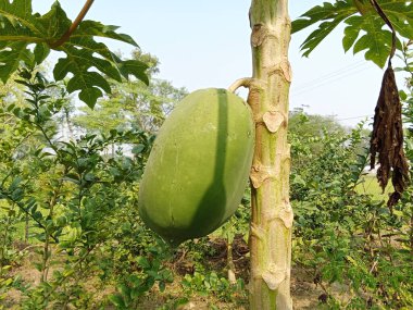 Yeşil papaya çok taze.