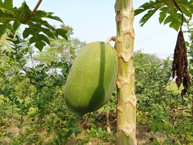 Yeşil papaya çok taze.