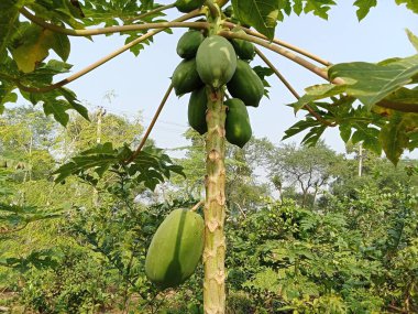Yeşil papaya çok taze.