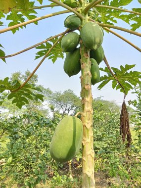 Yeşil papaya çok taze.