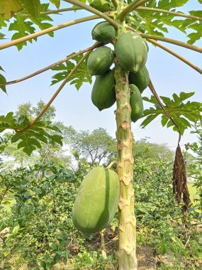 Yeşil papaya çok taze.
