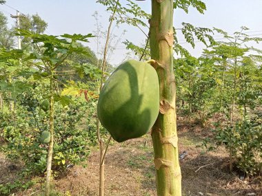 Yeşil papaya çok taze.