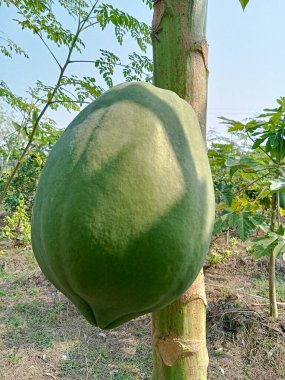 Yeşil papaya çok taze.