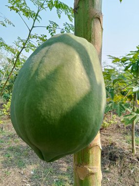Yeşil papaya çok taze.