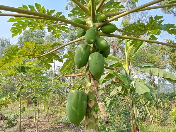 Yeşil papaya çok taze.