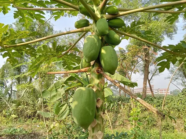 Yeşil papaya çok taze.