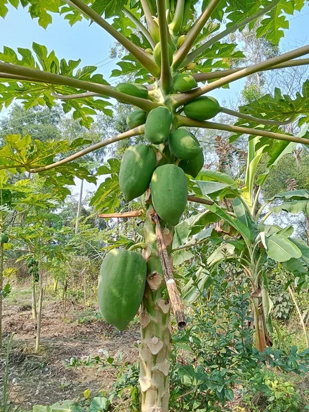 Yeşil papaya çok taze.