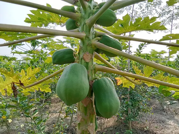 Yeşil papaya çok taze.