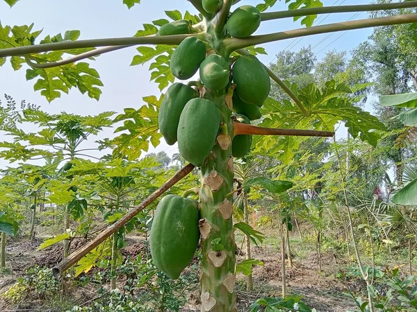 Yeşil papaya çok taze.