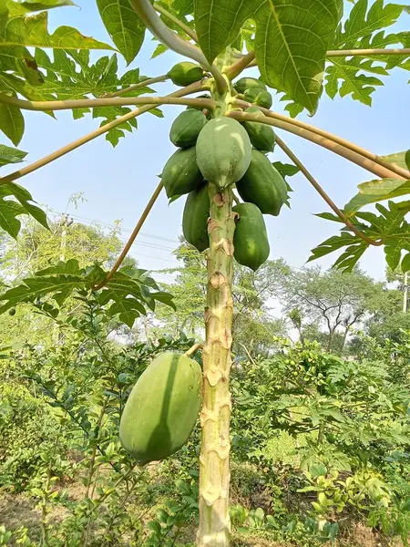 Yeşil papaya çok taze.