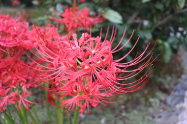 Lycoris Radiata red - hell flower clipart
