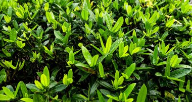 Ashoka 'nın yeşil yapraklı çiçeği