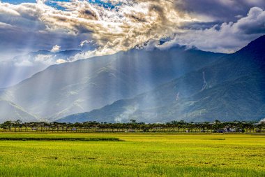 Geniş altın pirinç tarlası, kırsal manzara ve dağdaki İsa ışığı manzarayı oluşturur. Chishang, Taitung, Tayvan. Markalaşma, takvim, kartpostal, ekran koruyucusu, duvar kağıdı, poster, web sitesi. Yüksek kaliteli fotoğraf.