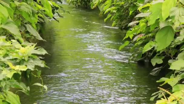 Curación Riego Verde Vía Fluvial Fluyendo Aguas Tranquilas Encantador Túnel — Vídeo de stock