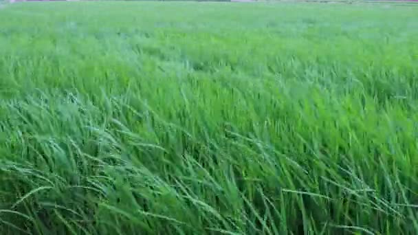 Pirinç Dalgaları Güçlü Bir Rüzgarla Savrulur Çekici Bir Renk Çekici — Stok video