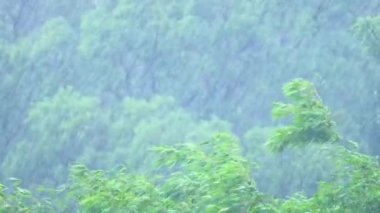 Tayfun geçti ve fırtına ormanı vurdu. Ağaçlar şiddetli bir şekilde sallandı ve sağanak yağmur bardaktan boşanırcasına yağdı. Kaohsiung City, Tayvan 'da yüksek kaliteli video fotoğrafçılığı. 4 bin. Göz hizasında atış. Orta boy telefon lensi..