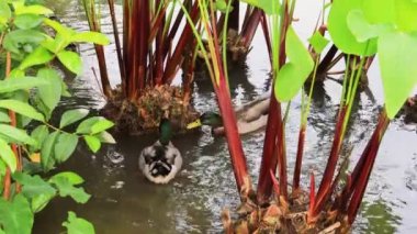 Mallard duck foraging under beautiful red Thalia geniculata tree in the rippling blue waves  pond.Interesting ,high quality video, photography in, Yunlin County Taiwan.4k. High angle view.Medium Telephoto lens