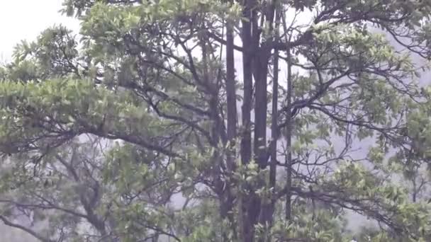 Tifón Pasó Tormenta Golpeó Bosque Los Árboles Temblaron Violentamente Fuerte — Vídeos de Stock