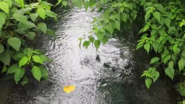 Heilende Grüne Bewässerungswasserstraße Schöne Gelbe Treibende Blätter Charmanter Grüner Strömungstunnel — Stockvideo