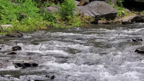 Uzdrawiające Zakrzywione Przepięcie Strumienia Pięknej Wody Gurgling Wlać Wodę Urocza — Wideo stockowe
