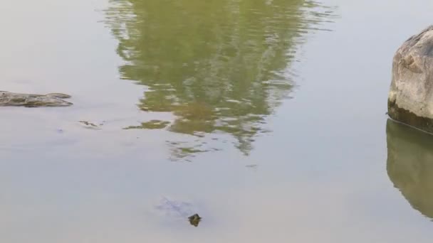 Черепаха Плаває Розривних Хвилях Басейну Води Грати Схованок Шукати Смішне — стокове відео