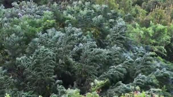 Tajfun Minął Burza Uderzyła Warstwę Leśnej Korony Drzewa Gwałtownie Wstrząsnęły — Wideo stockowe