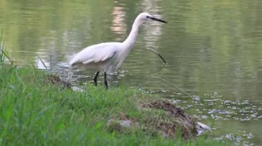 Egret, Tayvan 'ın Kaohsiung şehrindeki gölette yiyecek arıyor ve dinleniyor. Gerçek zamanlı. 4 bin. Göz hizasında. Doğal ışık..
